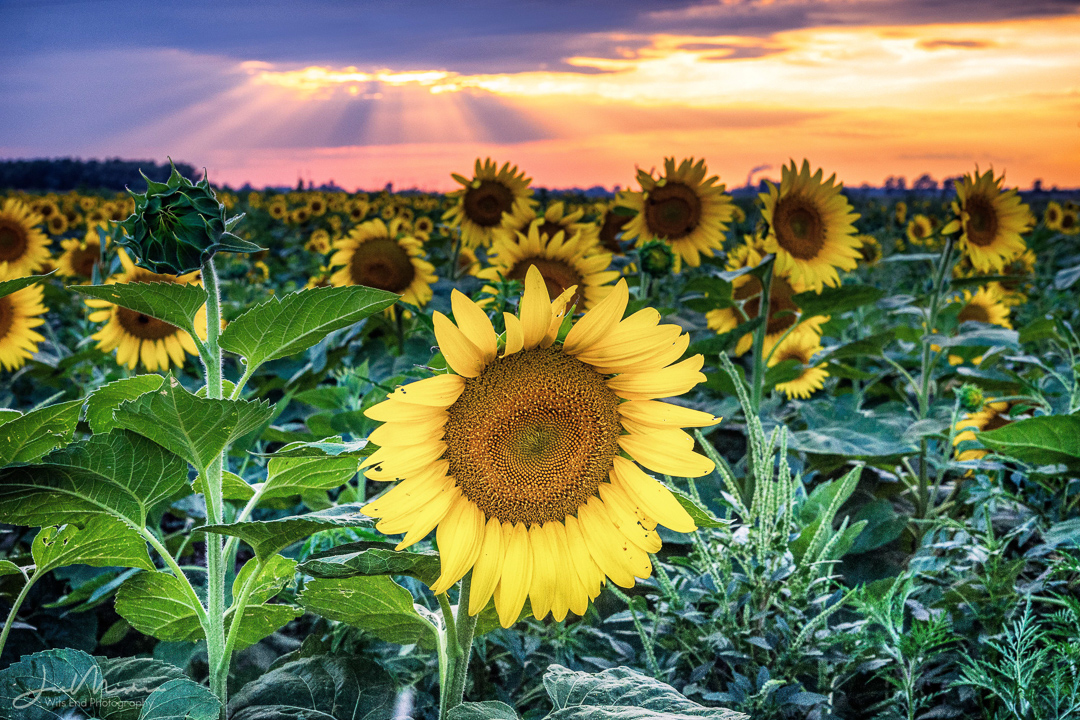 Photo Sunflowers at Sunset 1